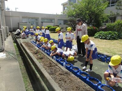 1年　朝顔の種植え